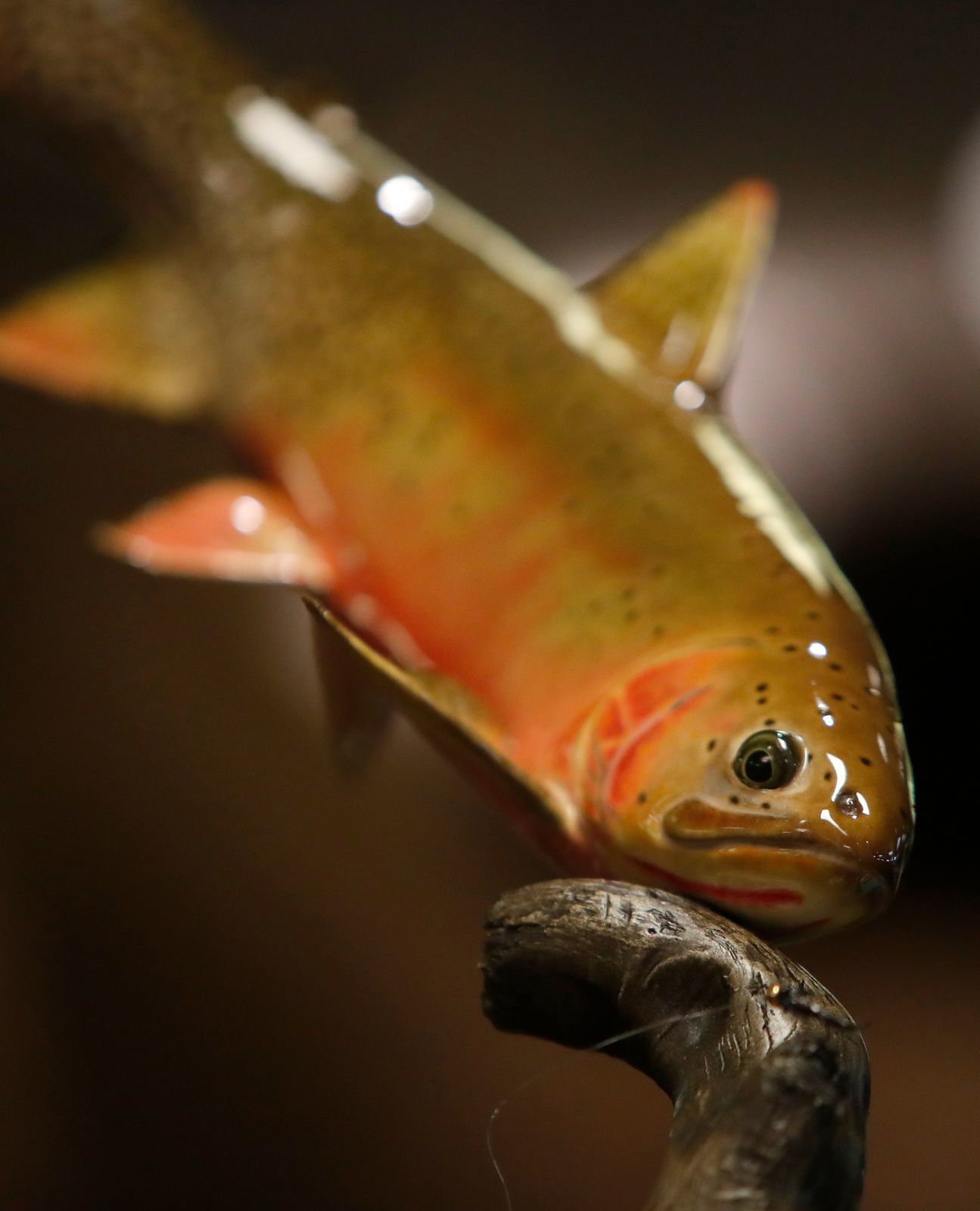 Montana Taxidermists Association Convention and competition